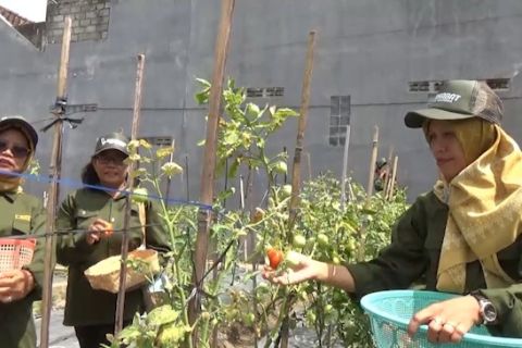 Pemkab Sleman sebar bibit tanaman dukung pengendalian inflasi daerah