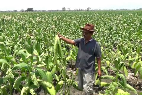 Tanaman layu akibat hujan deras, petani tembakau Ngawi merugi