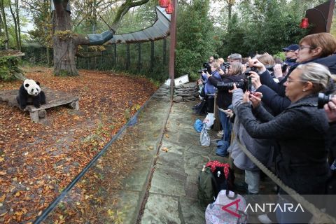 Warga Belgia ucapkan selamat tinggal kepada tiga panda yang akan kembali ke China