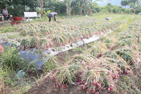 Aceh pasok bawang merah dari luar daerah untuk tekan inflasi