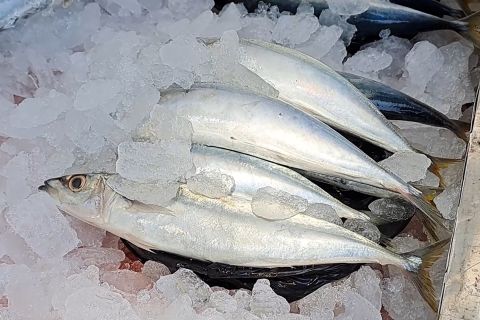 Kota Jayapura tingkatkan produktivitas nelayan tangkap ikan tuna