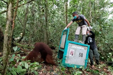 Pasca rehabilitasi, enam orangutan dilepasliarkan