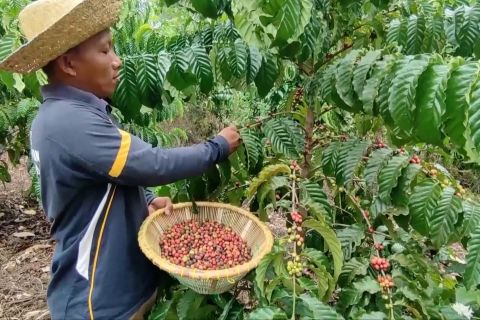 Pemadatan tanaman kopi untuk tingkatkan produktivitas