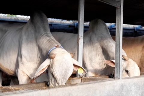 Pemkab Sigi bina peternak tradisional jadi pebisnis