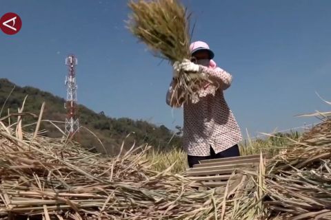 Potensi produksi beras Jabar tertinggi di tingkat Nasional