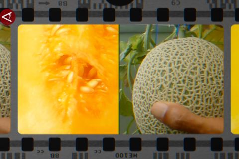 Raup ratusan juta rupiah dari bertani modern melon cantaloupe