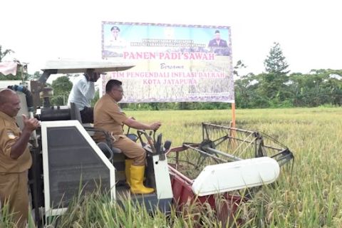 Pemkot Jayapura panen raya padi wujudkan ketahanan pangan di Papua