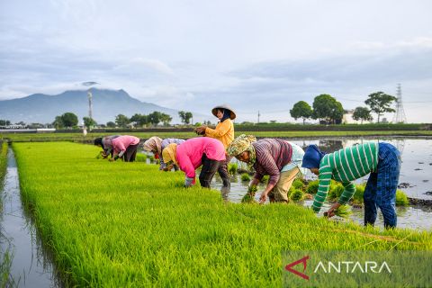 Kementan targetkan pengembangan 3 juta hektare lahan sawah hingga 2029