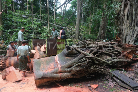 Objek wisata Monkey Forest ditutup sementara
