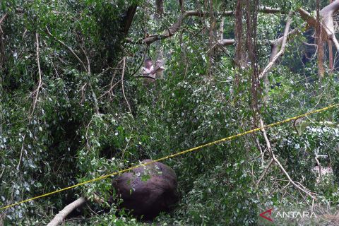 Usai insiden pohon tumbang, Monkey Forest di Bali ditutup sementara