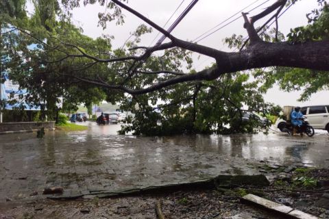 Pohon tumbang akibat angin kencang