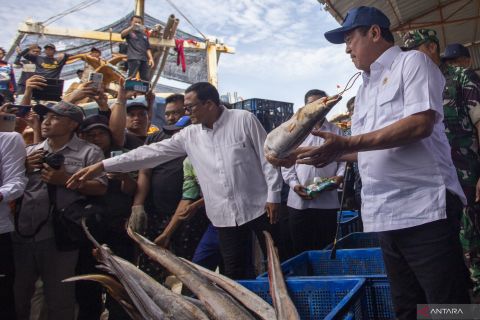 Stok ikan untuk pasokan program Makan Bergizi Gratis
