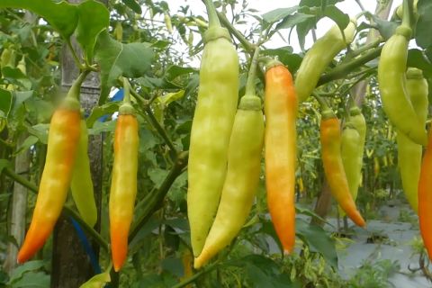 Di Temanggung, harga cabai tembus Rp50.000 per kilogram