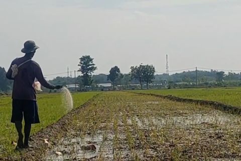 Pemkab Madiun ajukan alokasi pupuk subsidi sebesar 75.196 ton