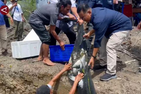 Panen berlimpah dengan silvofishery di area mangrove