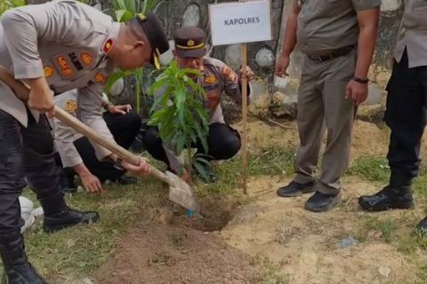 Peringatan 20 tahun tsunami, ribuan pohon ditanam di Lhokseumawe