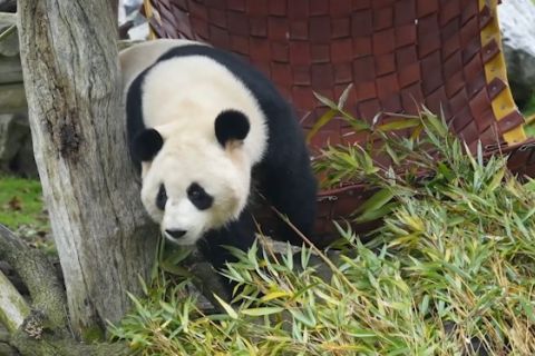 Panda raksasa berhasil dekatkan hubungan antar negara