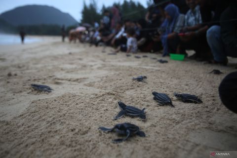 Pelepasan tukik belimbing di pesisir Aceh Besar