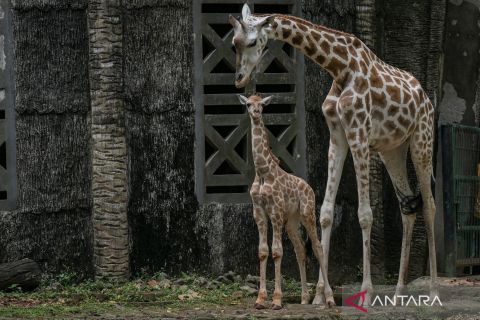 Pemberian nama anak jerapah di Ragunan