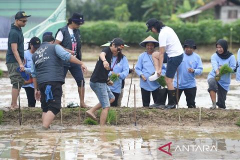 Pemprov Kaltim bersama Slank tanam padi di lahan bekas tambang batu bara