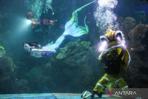 Menghibur pengunjung di Sea World Ancol dengan atraksi penyelam barongsai jelang imlek