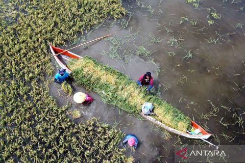 Sekitar 75 hektare padi terpaksa dipanen lebih awal akibat banjir di Gorontalo