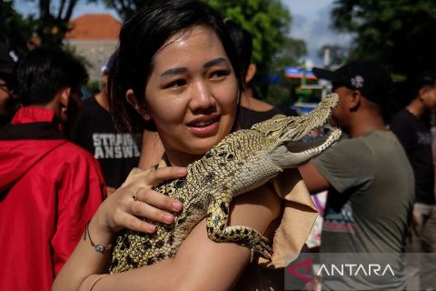 Edukasi perawatan reptil, termasuk penanganan reptil liar yang masuk rumah