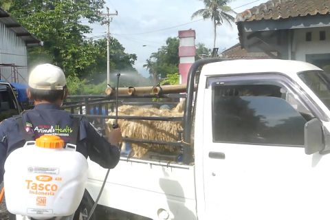 73 sapi terjangkit PMK di Temanggung, petugas intensifkan sterilisasi