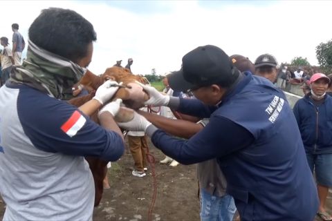 766 ekor sapi di Lumajang dinyatakan sembuh dari PMK