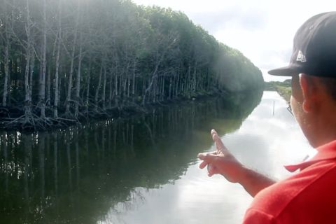 Lahan tambak jadi wadah restorasi mangrove di pesisir Kaltim