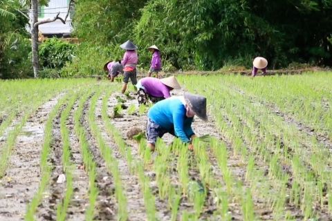 Penyuluh pertanian turun gunung untuk optimalkan serapan pupuk subsidi