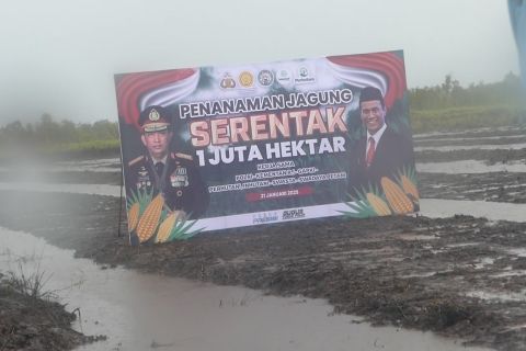 Sukseskan swasembada pangan, 120hektar lahan di Kalsel ditanami jagung