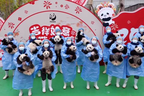 Anak-anak panda kirimkan ucapan selamat Tahun Baru Imlek dari China