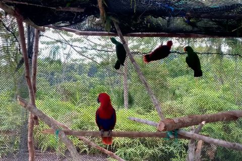 BKSDA Maluku lepasliarkan tujuh ekor satwa dilindungi