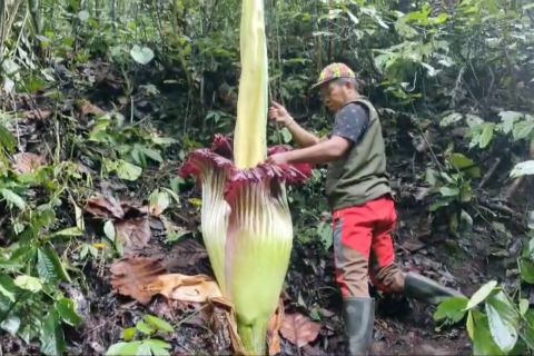 Bunga Bangkai setinggi 2,62 meter mekar di Cagar Alam Batang Palupuh