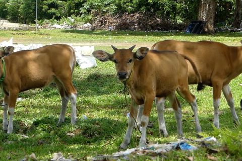 Cegah kasus PMK, BKHIT Maluku perketat pengawasan ternak