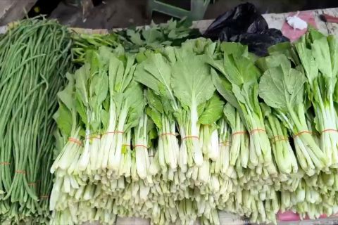 Curah hujan tinggi sebabkan harga sawi naik di Kupang