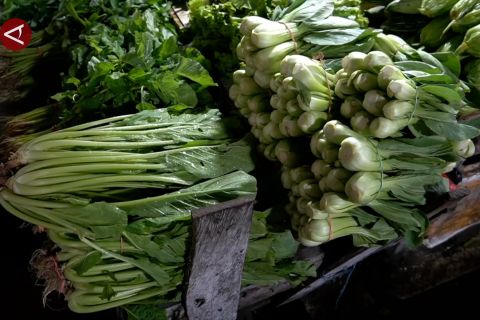 Dampak cuaca buruk, harga sawi di Tarakan melonjak drastis