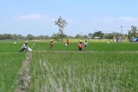 DKPP Ngawi optimistis luas lahan pertanian bisa capai 149.000 hektare