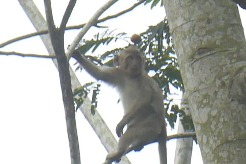 Kawanan monyet turun gunung ke permukiman di Temanggung