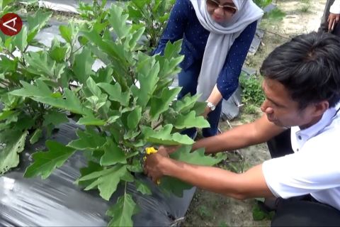 Kolaka Utara panen holtikultura untuk dukung Makan Bergizi Gratis