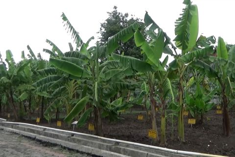 Terlengkap di Asia Tenggara, intip Kebun Plasma Nutfah Pisang