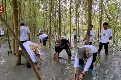 Festival Mangrove Lampung wujud dukungan atas pelestarian lingkungan