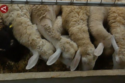 Mau ternak Anda bebas dari penyakit mulut dan kuku? lakukan cara ini