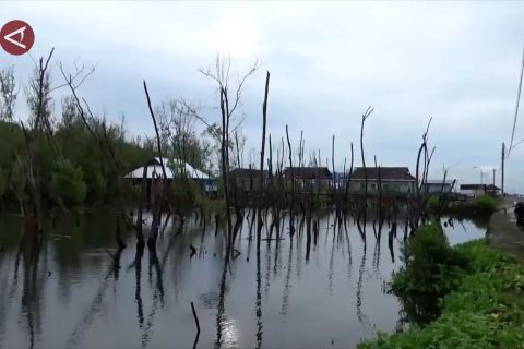 Pemprov Sulsel temukan dua kawasan mangrove rusak di Maros