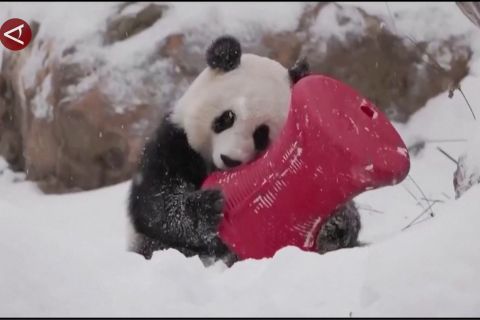 Tingkah lucu panda raksasa saat bermain di atas tumpukan salju