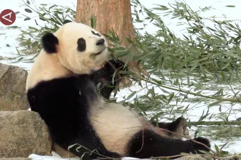 Sepasang panda tampil perdana di Kebun Binatang Smithsonian AS