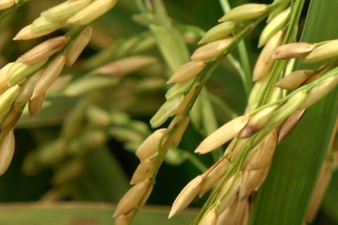 Upaya pemerintah kawal kualitas gabah  di Sumsel agar sesuai HPP