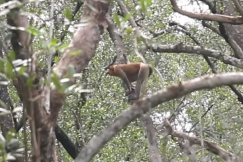 Menjaga rimbun mangrove di Kalimantan sebagai rumah Bekantan