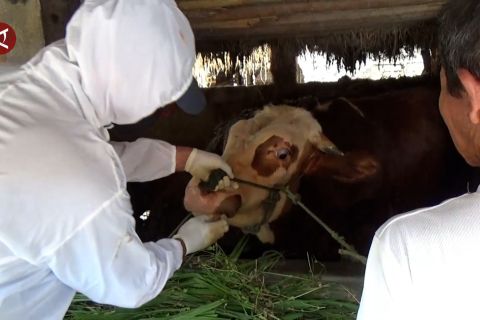 Ditjen PKH Kementan serius tangani PMK demi jaga komitmen investor